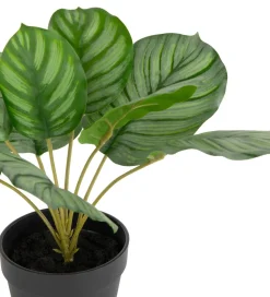 Calathea Orbifolia H45cm kunstplant - Groen