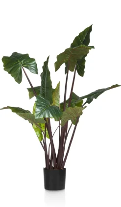 Colocasia H130cm - Groen