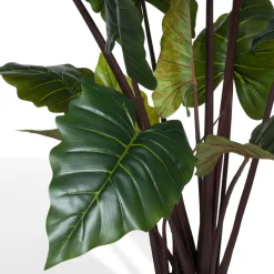 Colocasia H130cm - Groen