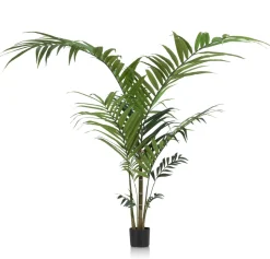 Kentia Palm plant H210cm - Groen