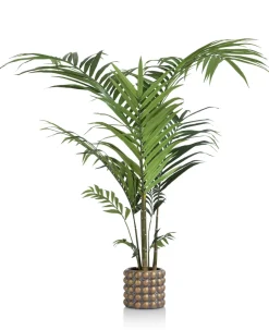 Kentia Palm plant H210cm - Groen