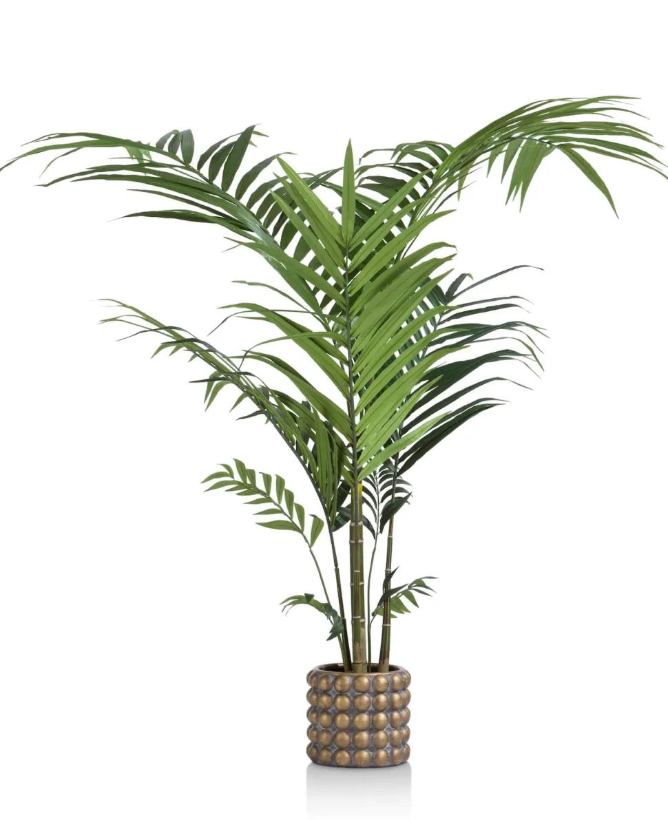 Kentia Palm plant H210cm - Groen