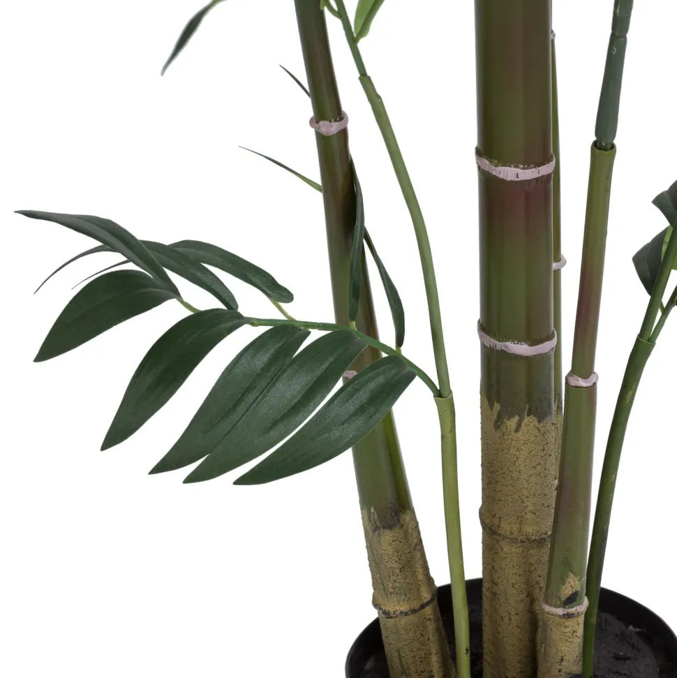 Kentia Palm plant H210cm - Groen