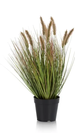 Pennisetum Grass plant H58cm - Groen