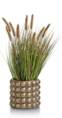 Pennisetum Grass plant H58cm - Groen