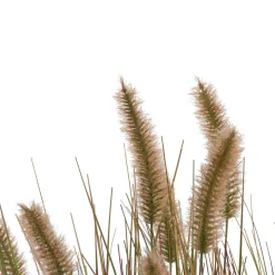 Pennisetum Grass plant H58cm - Groen