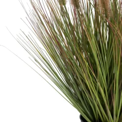 Pennisetum Grass plant H58cm - Groen