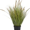 Pennisetum Grass plant H99cm - Groen