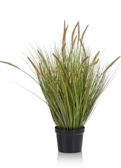 Pennisetum Grass plant H99cm - Groen