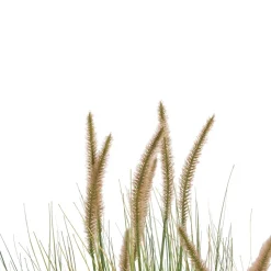 Pennisetum Grass plant H99cm - Groen
