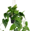 Philodendron Scandens H80cm kunstplant - Groen