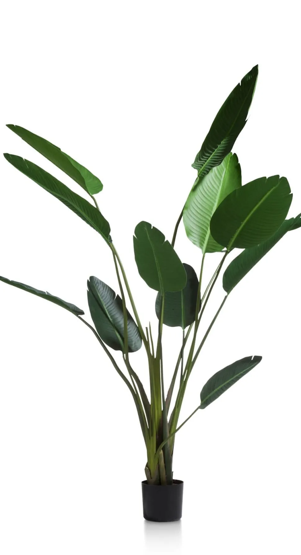 Strelitzia Nicolai H150cm - Groen