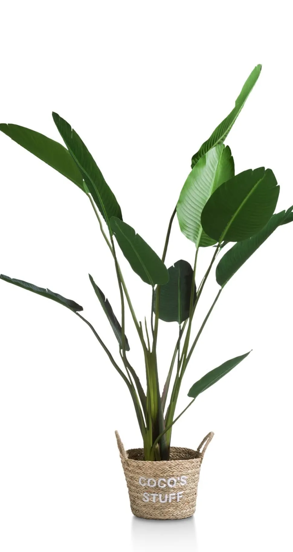 Strelitzia Nicolai H150cm - Groen