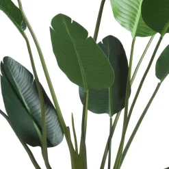 Strelitzia Nicolai H150cm - Groen